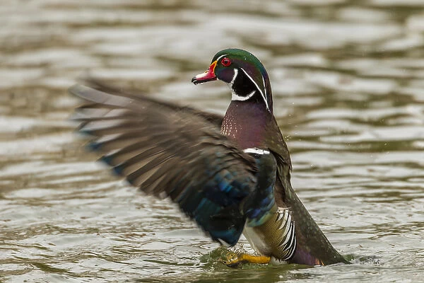 USA, New Mexico. Wood duck taking off in water