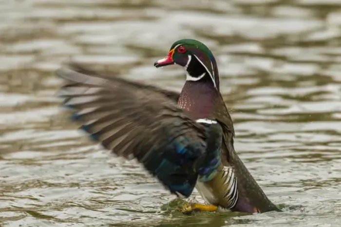 Framed Print : USA, New Mexico. Wood duck taking off in water