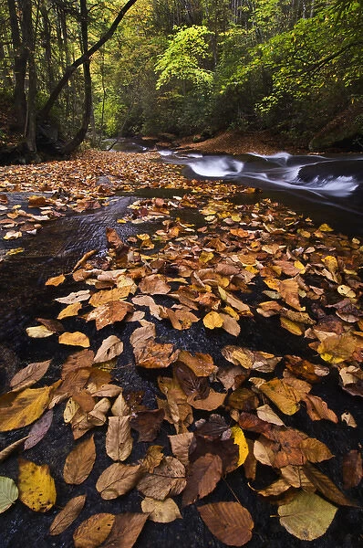 USA, New York, Adirondack Mountains. Leaves and stream in forest