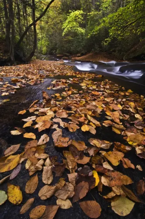 Framed Print : USA, New York, Adirondack Mountains. Leaves and stream in forest