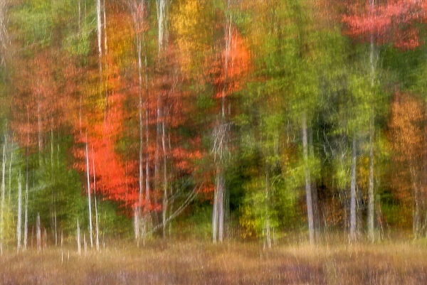 USA, New York, Adirondack Mountains. Abstract of forest
