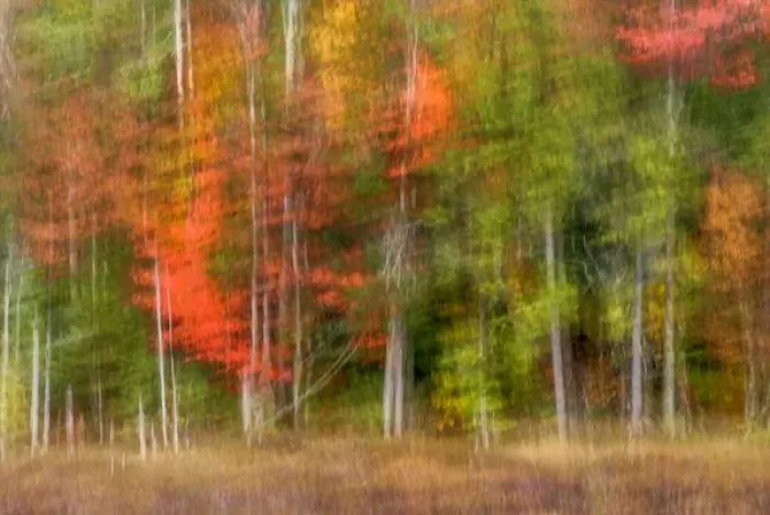 Framed Print : USA, New York, Adirondack Mountains. Abstract of forest