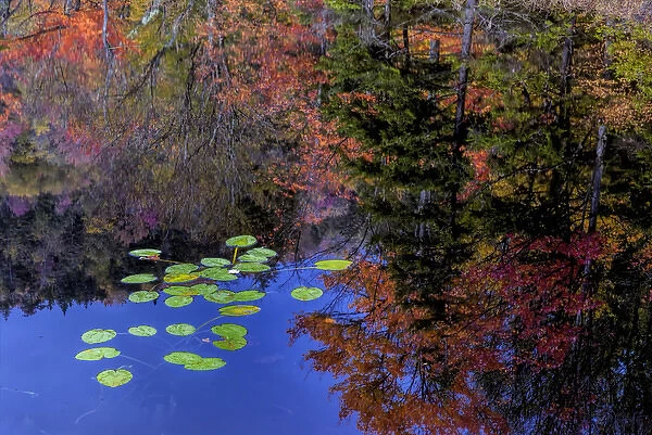 USA, New York, Adirondack Mountains. Trees reflecting in water