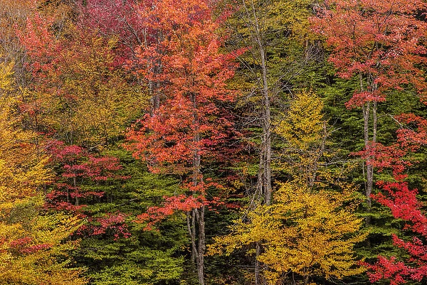 USA, New York, Adirondack Mountains. Autumn-colored trees