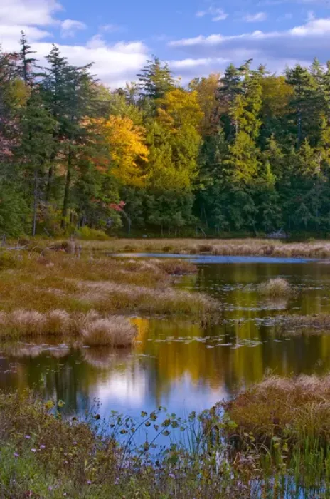 Framed Print : USA, New York, Adirondack Mountains. Forest reflections in pond Framed Print : USA, New York, Adirondack Mountains. Forest reflections in pond