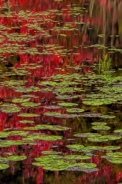 USA, New York, Adirondack Mountains. Lily pads and fall reflections