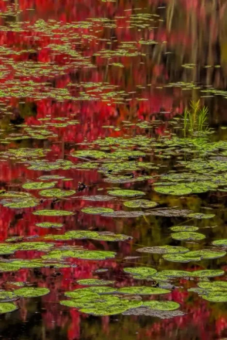 Framed Print : USA, New York, Adirondack Mountains. Lily pads and fall reflections