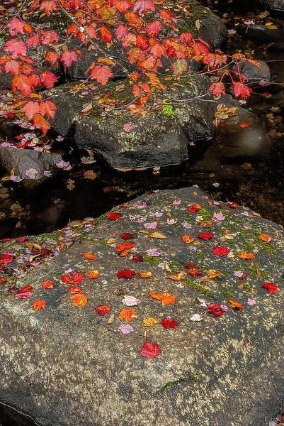 USA, New York, Adirondack Mountains. Autumn leaves on rock