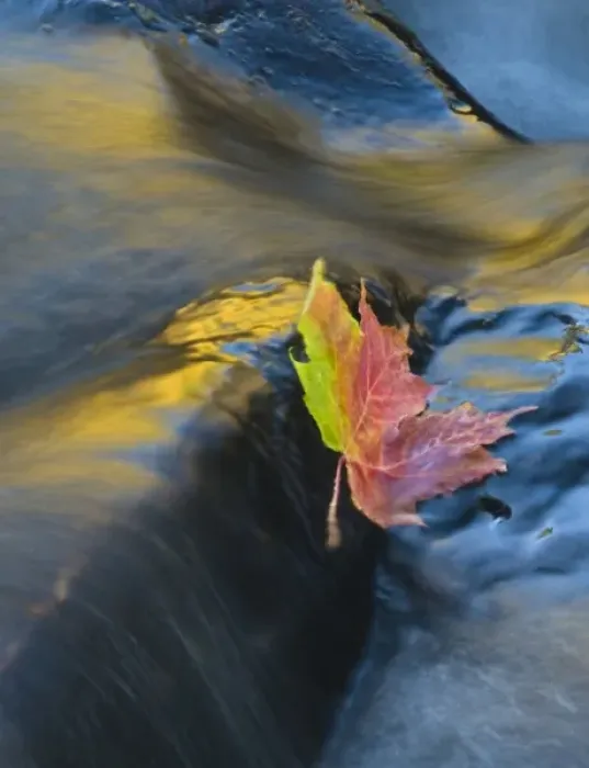 Framed Print : USA, New York, Adirondack Mountains. Maple leaf floats downstream in Buttermilk Falls Framed Print : USA, New York, Adirondack Mountains. Maple leaf floats downstream in Buttermilk Falls