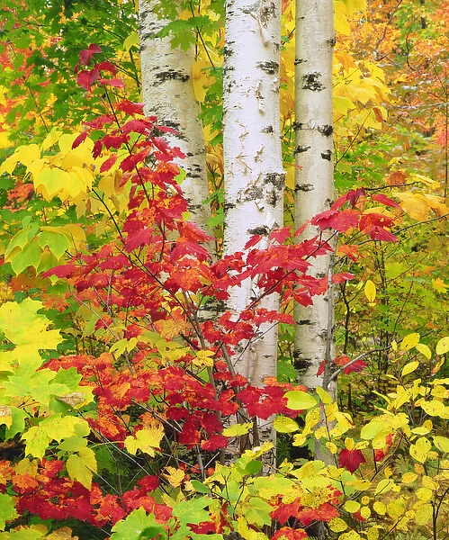 USA; New York; Adirondack Park; Autumn colors of Birch and Maple trees