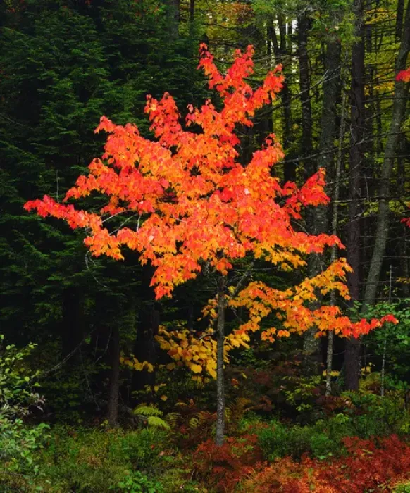 Framed Print : USA, New York, Adirondack Park, Autumn Maple trees. A