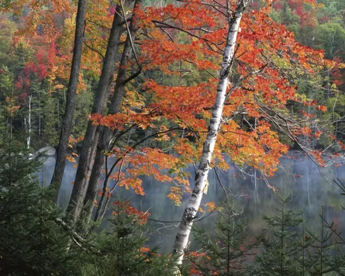 Framed Print : USA, New York, Adirondack Park and Preserve, Paper Birch and Red Maple along Heart Lake Framed Print : USA, New York, Adirondack Park and Preserve, Paper Birch and Red Maple along Heart Lake