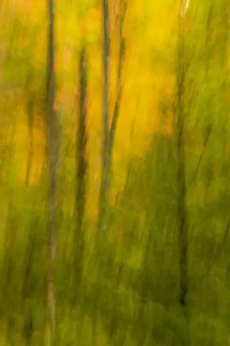 Framed Print : USA, New York, Adirondack State Park. Forest abstract Framed Print : USA, New York, Adirondack State Park. Forest abstract