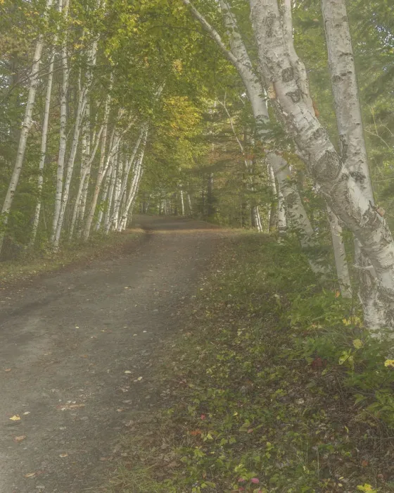 Framed Print : USA, New York, Adirondack State Park. Birch trees line road Framed Print : USA, New York, Adirondack State Park. Birch trees line road