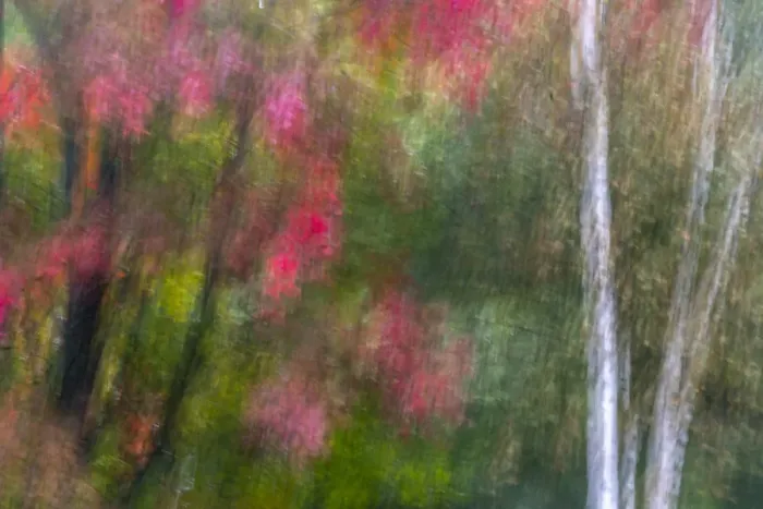 Framed Print : USA, New York, Adirondack State Park. Abstract of flowers and trees Framed Print : USA, New York, Adirondack State Park. Abstract of flowers and trees