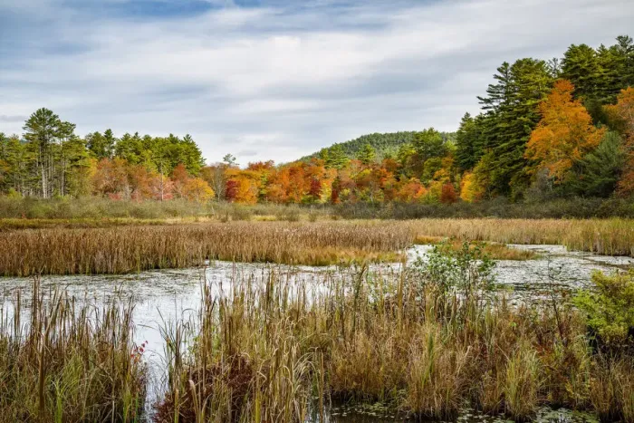 Framed Print : USA, New York, Adirondacks. Bolton Landing, forest preserve marsh near Lake George Framed Print : USA, New York, Adirondacks. Bolton Landing, forest preserve marsh near Lake George