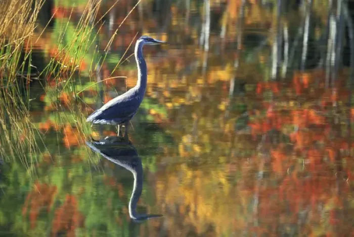 Framed Print : USA, New York, Adirondacks, Great Blue Heron in Fall Reflection Framed Print : USA, New York, Adirondacks, Great Blue Heron in Fall Reflection
