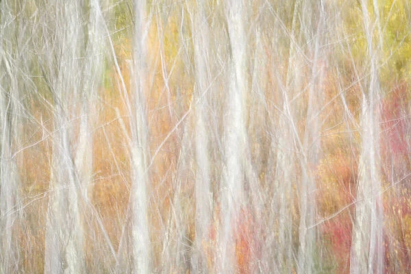USA, New York, Adirondacks. Keene, abstract of autumn foliage and bare trees