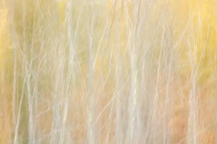 Framed Print : USA, New York, Adirondacks. Keene, abstract of autumn foliage and bare trees Framed Print : USA, New York, Adirondacks. Keene, abstract of autumn foliage and bare trees