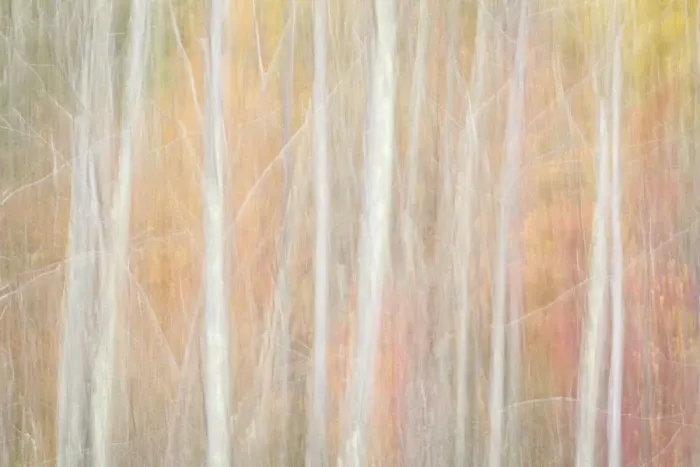 Framed Print : USA, New York, Adirondacks. Keene, abstract of autumn foliage and bare trees Framed Print : USA, New York, Adirondacks. Keene, abstract of autumn foliage and bare trees