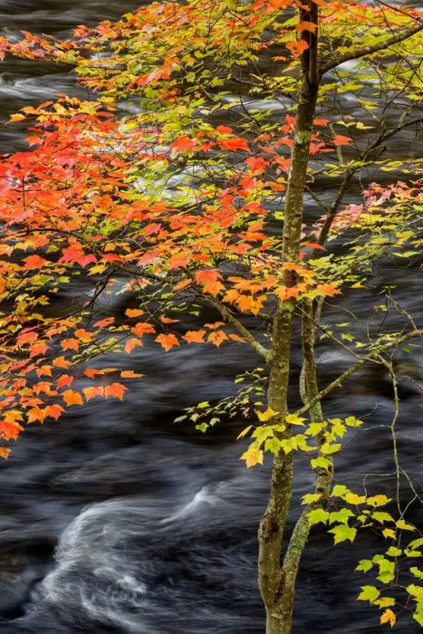 Framed Print : USA, New York, Adirondacks. Long Lake, young maple beside the Raquette River Framed Print : USA, New York, Adirondacks. Long Lake, young maple beside the Raquette River