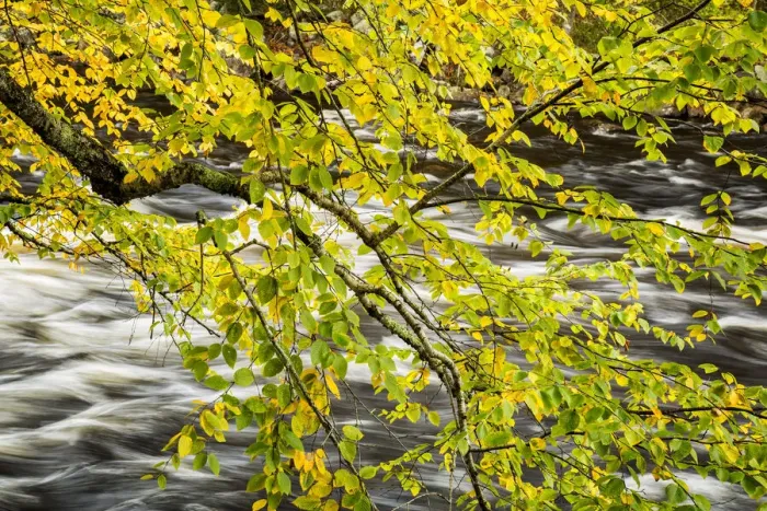 Framed Print : USA, New York, Adirondacks. Long Lake, Raquette River flows behind autumn foliage