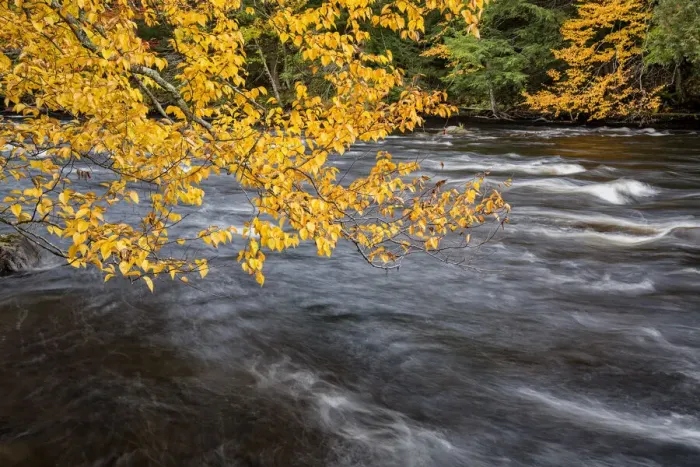 Framed Print : USA, New York, Adirondacks. Long Lake, yellow foliage along the Raquette River at Forked Lake Framed Print : USA, New York, Adirondacks. Long Lake, yellow foliage along the Raquette River at Forked Lake