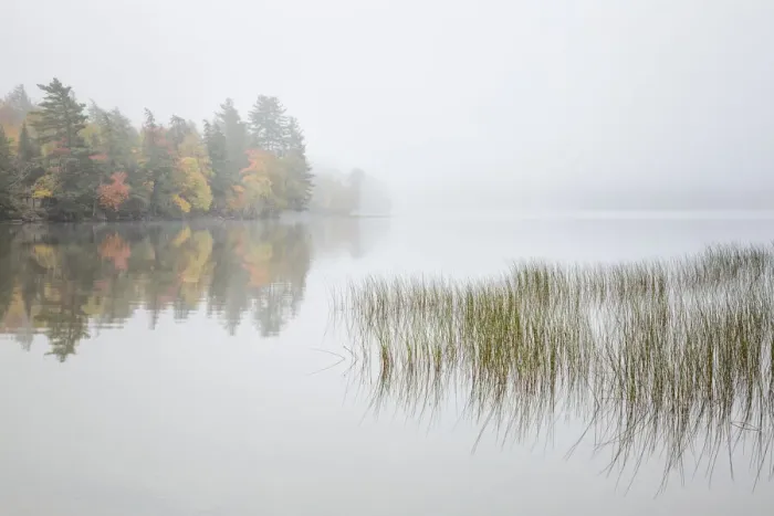 Framed Print : USA, New York, Adirondacks. Long Lake, reeds, fog, and fall foliage at Eaton Lake Framed Print : USA, New York, Adirondacks. Long Lake, reeds, fog, and fall foliage at Eaton Lake
