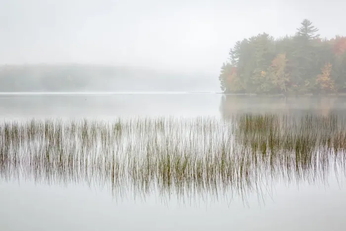 Framed Print : USA, New York, Adirondacks. Long Lake, foggy morning, reeds, and loon on Eaton Lake
