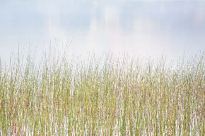 Framed Print : USA, New York, Adirondacks. Long Lake, reeds, fog, and reflected fall color at Eaton Lake