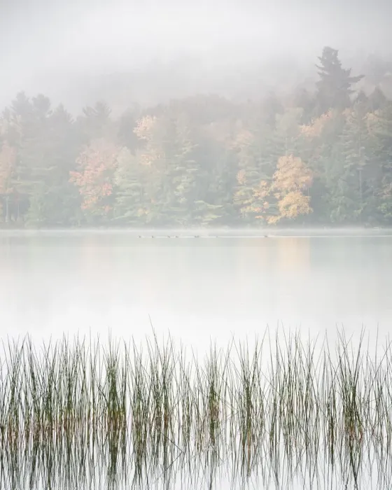 Framed Print : USA, New York, Adirondacks. Long Lake, reeds, fog, and fall foliage at Eaton Lake Framed Print : USA, New York, Adirondacks. Long Lake, reeds, fog, and fall foliage at Eaton Lake