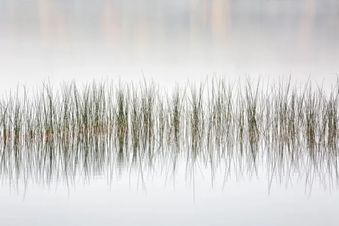 Framed Print : USA, New York, Adirondacks, Long Lake, Reeds, fog, and fall foliage at Eaton Lake