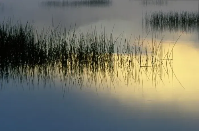 Framed Print : USA, New York, Adirondacks, Moose Lake, Reeds in Sunrise