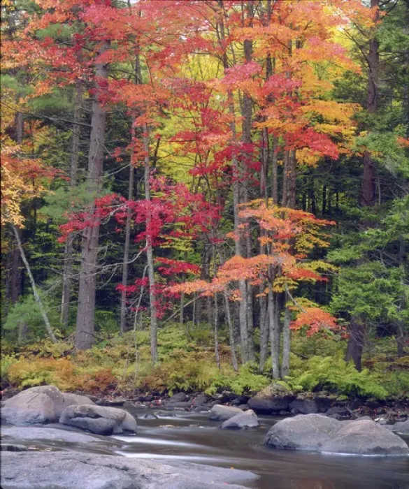 Framed Print : USA, New York, Autumn in the Adirondack Mountains Credit as: Christopher Talbot Framed Print : USA, New York, Autumn in the Adirondack Mountains Credit as: Christopher Talbot