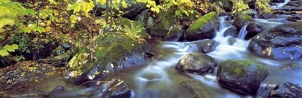 USA, New York, Catskill Mountains. A stream cascades through the forest in the Catskill