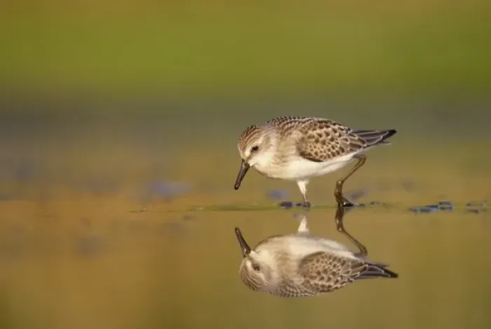 Framed Print : USA, New York City, Jamaica Bay Wildlife Refuge. Semipalmated sandpiper hunts for