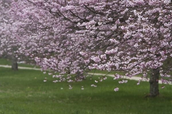 USA, New York, East Hampton. Cherry trees in the spring in Amagansett