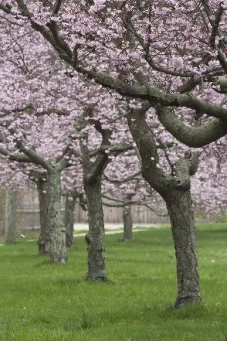 Framed Print : USA, New York, East Hampton. Cherry trees in the spring in Amagansett Framed Print : USA, New York, East Hampton. Cherry trees in the spring in Amagansett