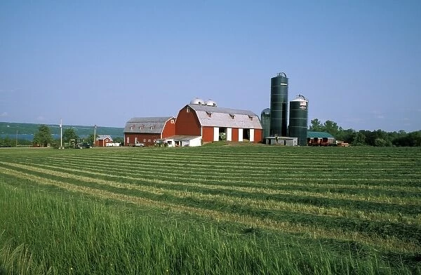 USA, New York, Finger Lakes region. Dairy farm near Cayuga Lake