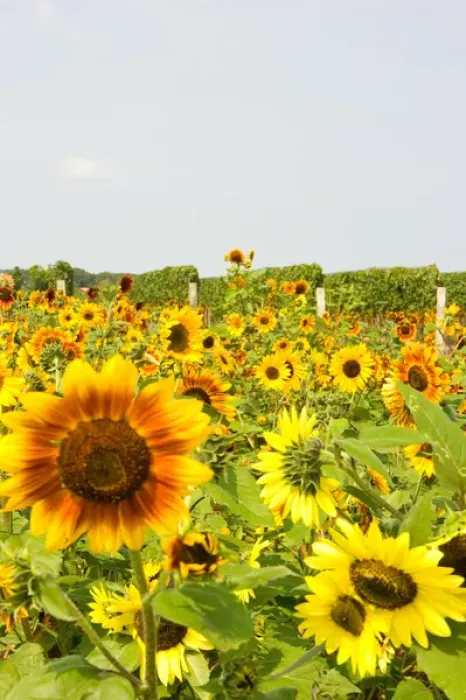 Framed Print : USA, New York, The Hamptons, Farmlands and flower fields Framed Print : USA, New York, The Hamptons, Farmlands and flower fields