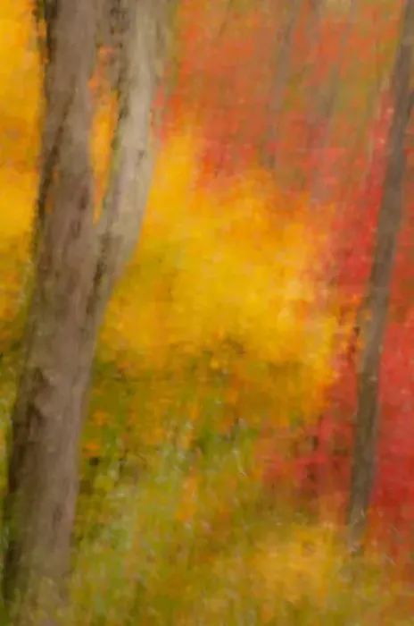 Framed Print : USA, New York, Inlet. Abstract of autumn forest scene. Credit as: Jay O Brien