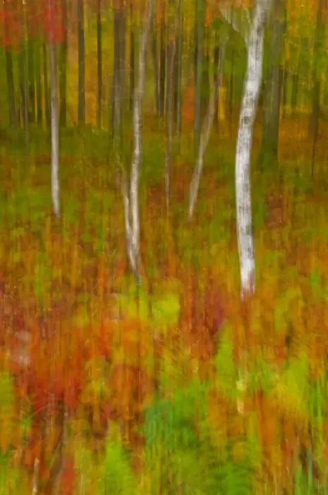 Framed Print : USA, New York, Inlet. Abstract of autumn forest scene Framed Print : USA, New York, Inlet. Abstract of autumn forest scene