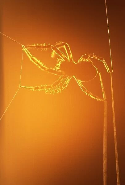 USA, New York, Inlet. Silhouette of spider spinning web at sunset