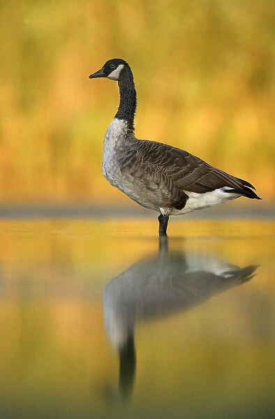 USA, New York, New York City, Queens. Portrait of Canada goose standing in water