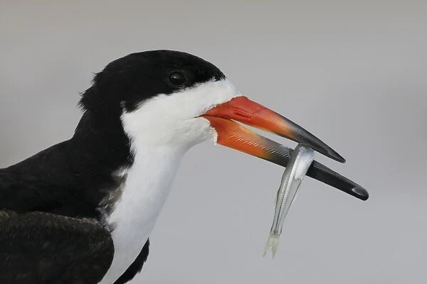 USA, New York, Nickerson Beach, Point Lookout. Close-up of black skimmer carrying