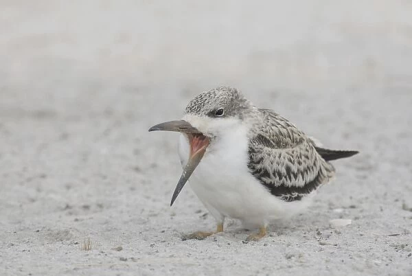 USA, New York, Nickerson Beach, Point Lookout. Black skimmer chick with open mouth on beach