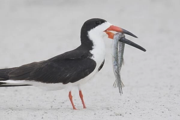 USA, New York, Nickerson Beach, Point Lookout. Black skimmer carrying needlefish for its chick