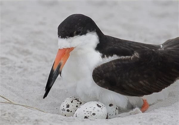 USA, New York, Nickerson Beach, Point Lookout. Black skimmer sits on eggs in shoreline nest