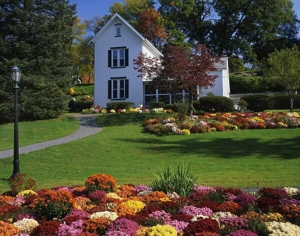 USA, New York, Saugerties. Chrysanthemums on display in front of house at Seamon Park