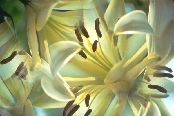 USA, New York, Slingerlands. Oriental lilies seen through a kaleidoscope. Credit as